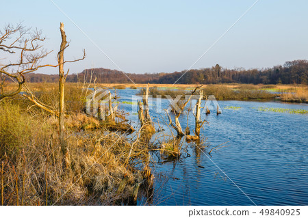spring in a bird reserve in near Kolobrzeg, Poland 49840925