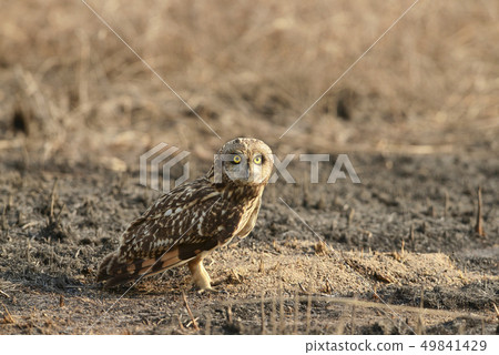 Short-eared owl, Uran JNPT, Mumbai, Maharashtra Short-eared owl, Uran JNPT, Mumbai, Maharashtra 49841429