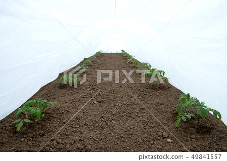 tomato seedlings growing in a greenhouse - 49841557
