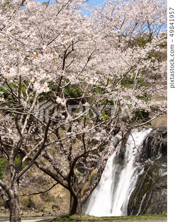 櫻花在瀑布海濱公園 49841957