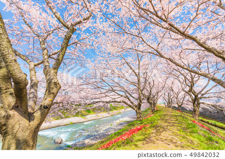 春天在日本富山縣Kamogawari鬱金香和櫻花樹 49842032