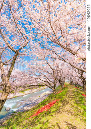 春天在日本富山縣Kamogawari鬱金香和櫻花樹 49842033