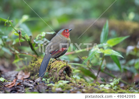 Adult Red-faced liochichla (Liochichla phoenicea) Adult Red-faced liochichla (Liochichla phoenicea) 49842095