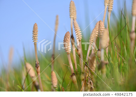 銀行的Tsukishi 銀行的Tsukishi 49842175