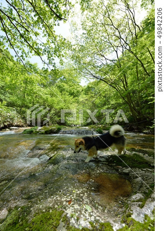 I play in a mountain stream 49842206