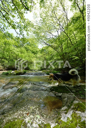 我在山間小溪里玩耍 49842208