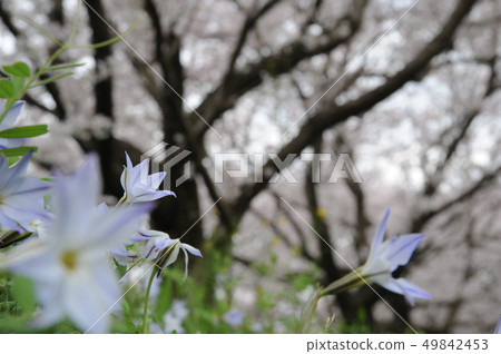 Cherry Blossoms	 49842453