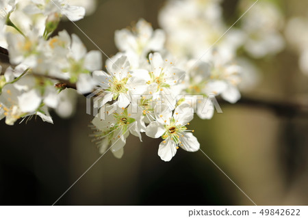 Smomo花7 49842622
