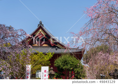 Spring Ueno Park Shimizu Kannon Hall Spring Ueno Park Shimizu Kannon Hall 49843129