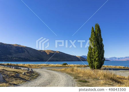 Ipponsugi and Lake Tekapo landscape of New Zealand 49843300