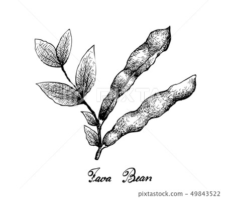 Hand Drawn of Fresh Green Fava Bean Hand Drawn of Fresh Green Fava Bean 49843522