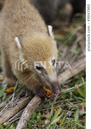South American Coati, Nasua with long nose and cute expression of face. Brazil South American Coati, Nasua with long nose and cute expression of face. Brazil 49843960