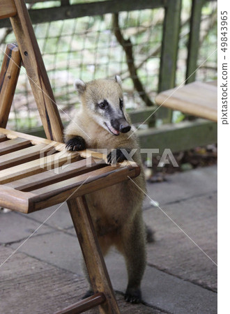 South American Coati, Nasua with long nose and cute expression of face. Brazil South American Coati, Nasua with long nose and cute expression of face. Brazil 49843965