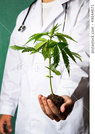 Scientist holding a marijuana branch close up 49844671