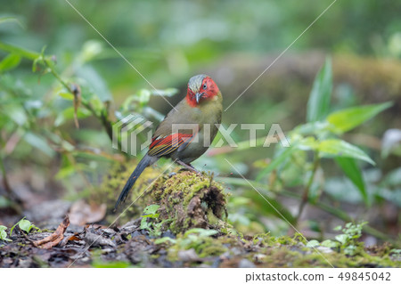 Adult Red-faced liochichla (Liochichla phoenicea) Adult Red-faced liochichla (Liochichla phoenicea) 49845042