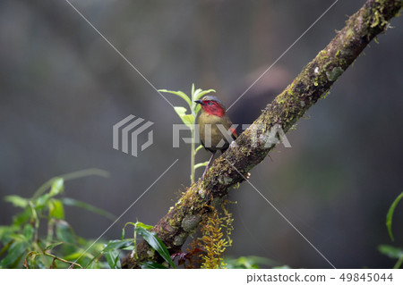 Adult Red-faced liochichla (Liochichla phoenicea) Adult Red-faced liochichla (Liochichla phoenicea) 49845044