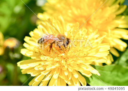 在蒲公英的蜜蜂 在蒲公英的蜜蜂 49845095