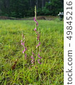 Tale orchid 49845216