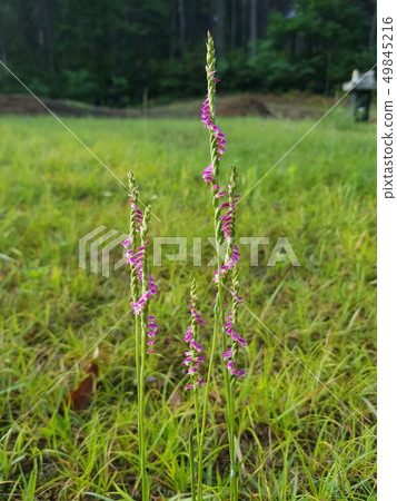 故事蘭花 故事蘭花 49845216