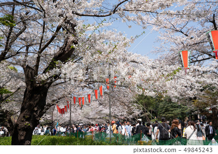 Ueno Park Cherry Blossom Festival 49845243