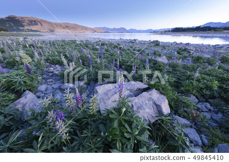 羽扇豆和Tekapo的黎明景觀 羽扇豆和Tekapo的黎明景觀 49845410