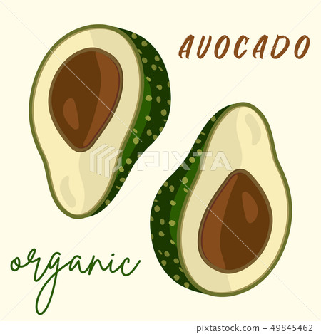 Vector fresh avocado.Cartoon style Vector fresh avocado.Cartoon style 49845462