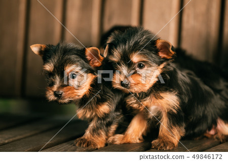 Two Funny Small Yorkshire Terrier Puppies Dogs Sitting In Wooden Bench. Yorkie Puppy 49846172