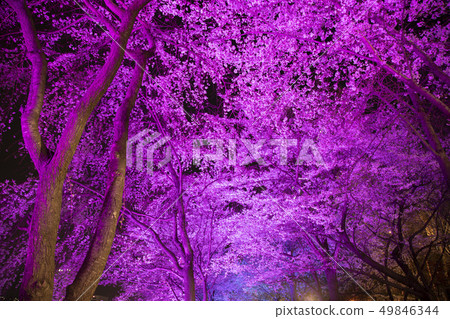 五顏六色的櫻花在晚上 49846344
