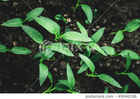 Top View Green Sprout With Leaf, Leaves Growing. Spring Agricultural Season 49846386