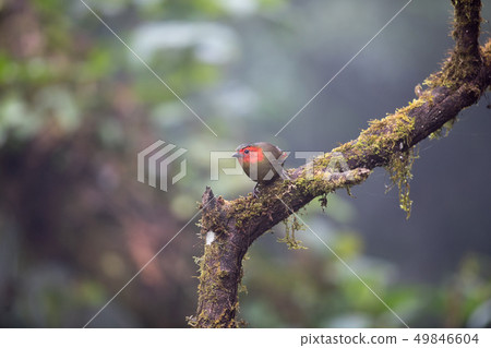 Adult Red-faced liochichla (Liochichla phoenicea) Adult Red-faced liochichla (Liochichla phoenicea) 49846604