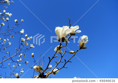 Fist Flower 49846616