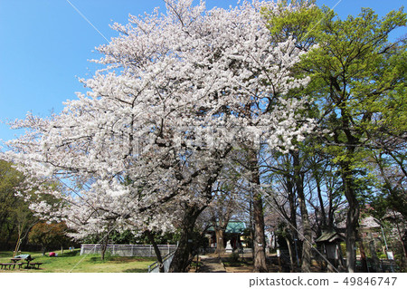 Ashiarka公園的櫻花 Ashiarka公園的櫻花 49846747