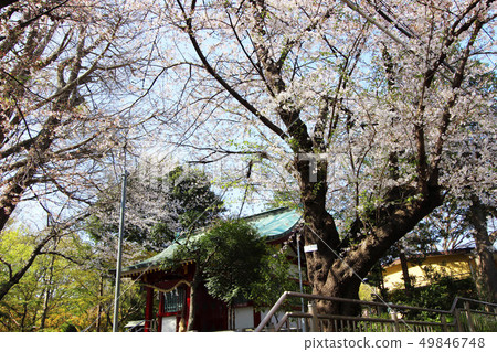 Cherry blossoms at Ashiarka Park Cherry blossoms at Ashiarka Park 49846748