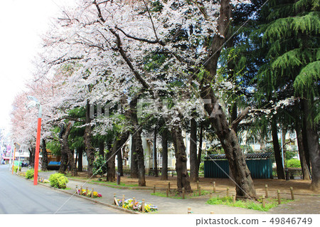 Cherry blossoms on Soshigaya Street Cherry blossoms on Soshigaya Street 49846749