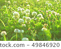 Early morning white clover 49846920