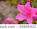 Azalea wet in the rain 49846922