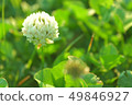 Early morning white clover 49846927