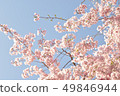 Blue sky and cherry blossoms 49846944