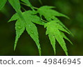 Blue maple wet in the rain 49846945