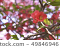 Red flower	 49846946