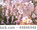 Cherry Blossoms	 49846948