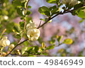 White flower 49846949