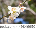 Plum blossom  49846950