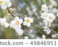 Plum blossom  49846951