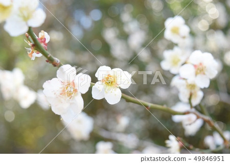 Plum blossom  49846951