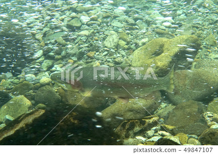 Rainbow trout Rainbow trout 49847107
