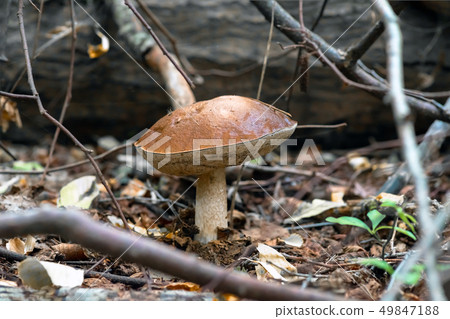 Mushroom leccinum in the forest, close up. Mushroom leccinum in the forest, close up. 49847188