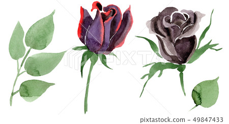 Black rose floral botanical flowers. Watercolor background illustration set. Isolated rose 49847433