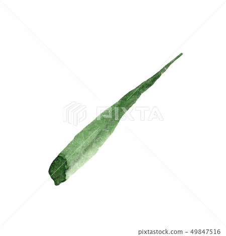 Green blade of grass. Watercolor background illustration set. Isolated wheat illustration element. 49847516