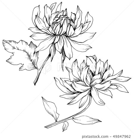 Vector Chrysanthemum floral botanical flowers. Black and white engraved ink art. Isolated flower Vector Chrysanthemum floral botanical flowers. Black and white engraved ink art. Isolated flower 49847962